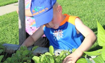 Inch by inch, row by row, the United Methodist Church garden continues to grow