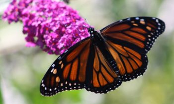 Milkweeds and Monarchs